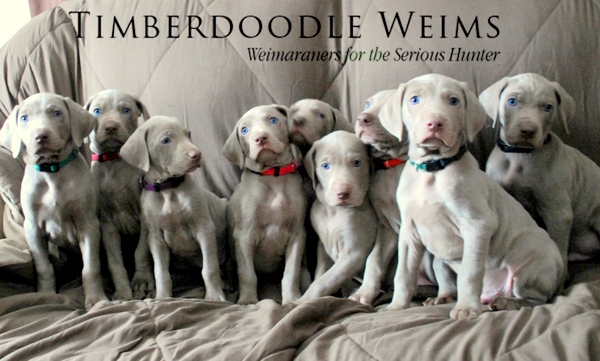 www.timberdoodleweims.net - Page - Puppies - Top of Page