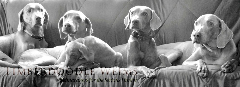 www.timberdoodleweims.net - Breeding Goals