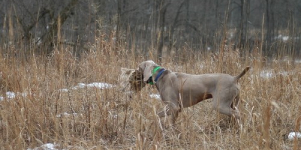 www.timberdoodleweims.net – Gallery – Hunting – 022