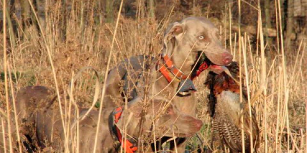 www.timberdoodleweims.net – Gallery – Hunting – 092