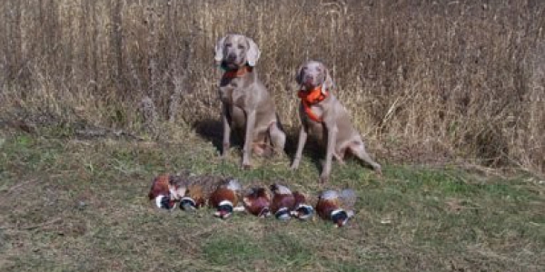 www.timberdoodleweims.net – Gallery – Hunting – 120