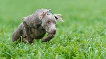 piebald weim