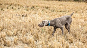 hunting weimaraner puppies for sale