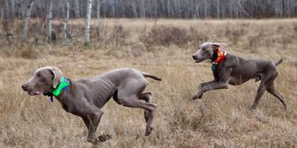 www.timberdoodleweims.net – Gallery- Puppy – 012