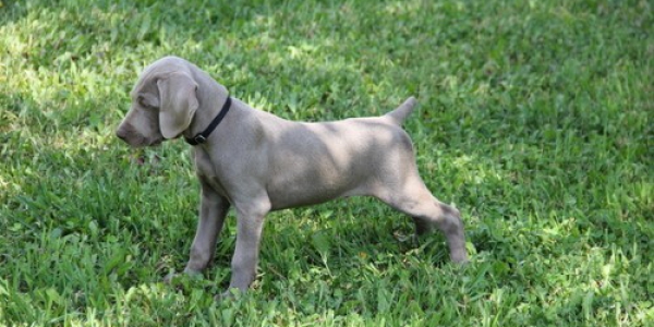 www.timberdoodleweims.net – Gallery- Puppy – 042