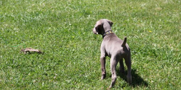 www.timberdoodleweims.net – Gallery- Puppy – 043