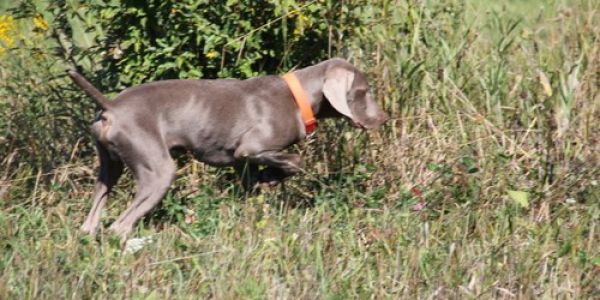 www.timberdoodleweims.net – Gallery- Puppy – 049