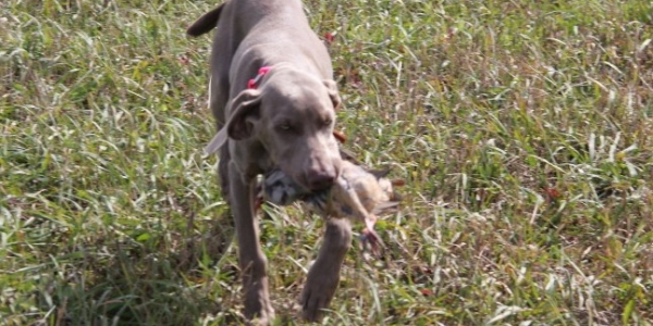 www.timberdoodleweims.net – Puppies – 5