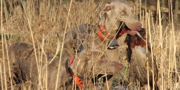 www.timberdoodleweims.net – Second Generation – 3