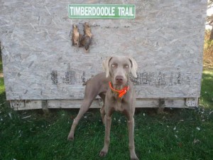 www.timberdoodleweims.net - Gallery- Puppy - 041